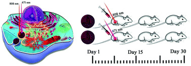 Graphical abstract: Tunable fabrication of new theranostic Fe3O4-black TiO2 nanocomposites: dual wavelength stimulated synergistic imaging-guided phototherapy in cancer