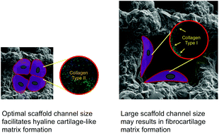 Graphical abstract: Scaffold channel size influences stem cell differentiation pathway in 3-D printed silica hybrid scaffolds for cartilage regeneration