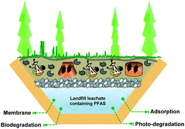 Graphical abstract: Treatment of per- and polyfluoroalkyl substances in landfill leachate: status, chemistry and prospects