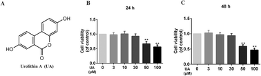 Graphical abstract: Urolithin A targets the PI3K/Akt/NF-κB pathways and prevents IL-1β-induced inflammatory response in human osteoarthritis: in vitro and in vivo studies