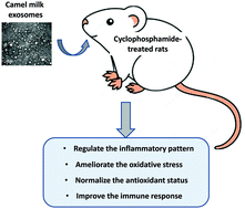 Graphical abstract: Camel milk exosomes modulate cyclophosphamide-induced oxidative stress and immuno-toxicity in rats
