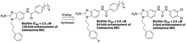 Graphical abstract: Using 2-aminobenzimidazole derivatives to inhibit Mycobacterium smegmatis biofilm formation