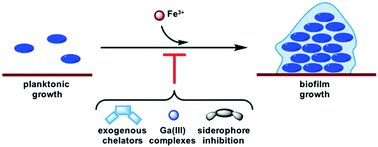 Graphical abstract: Connecting iron acquisition and biofilm formation in the ESKAPE pathogens as a strategy for combatting antibiotic resistance