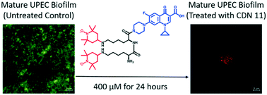 Graphical abstract: Eradicating uropathogenic Escherichia coli biofilms with a ciprofloxacin–dinitroxide conjugate