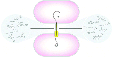 Graphical abstract: Inhibiting bacterial secretion systems in the fight against antibiotic resistance