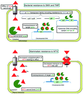 Graphical abstract: Revitalizing antifolates through understanding mechanisms that govern susceptibility and resistance