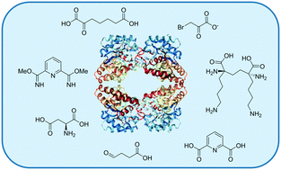 Graphical abstract: Pursuing DHDPS: an enzyme of unrealised potential as a novel antibacterial target