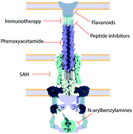 Graphical abstract: On the road to structure-based development of anti-virulence therapeutics targeting the type III secretion system injectisome