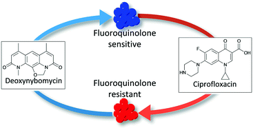 Graphical abstract: Synthetic studies on the reverse antibiotic natural products, the nybomycins