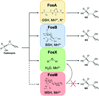 Graphical abstract: Characterization of the genomically encoded fosfomycin resistance enzyme from Mycobacterium abscessus