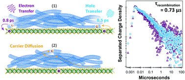 Graphical abstract: Microsecond charge separation at heterojunctions between transition metal dichalcogenide monolayers and single-walled carbon nanotubes