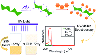 Graphical abstract: Tailored cellulose nanocrystals as a functional ultraviolet absorbing nanofiller of epoxy polymers