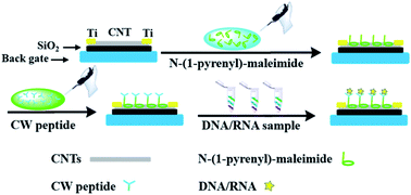 Graphical abstract: Universal DNA detection realized by peptide based carbon nanotube biosensors