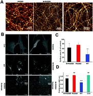 Graphical abstract: Bacterial flagella as an osteogenic differentiation nano-promoter