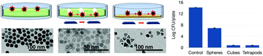 Graphical abstract: Exploiting shape-selected iron oxide nanoparticles for the destruction of robust bacterial biofilms – active transport of biocides via surface charge and magnetic field control