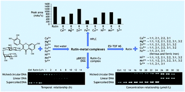 Graphical abstract: ESI-TOF MS analysis and DNA cleavage activity of rutin–metal complexes in aqueous extracts of medicinal plants