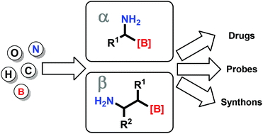 Graphical abstract: Synthesis of aminoboronic acid derivatives: an update on recent advances