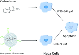 Graphical abstract: Enhanced antitumor activity of carbendazim on HeLa cervical cancer cells by aptamer mediated controlled release