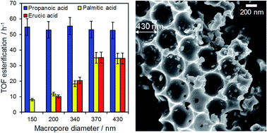 Graphical abstract: Unravelling mass transport in hierarchically porous catalysts