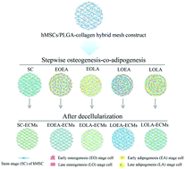 Graphical abstract: PLGA–collagen–ECM hybrid scaffolds functionalized with biomimetic extracellular matrices secreted by mesenchymal stem cells during stepwise osteogenesis-co-adipogenesis