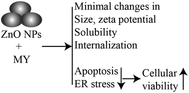 Graphical abstract: Toxicity of combined exposure of ZnO nanoparticles (NPs) and myricetin to Caco-2 cells: changes of NP colloidal aspects, NP internalization and the apoptosis-endoplasmic reticulum stress pathway