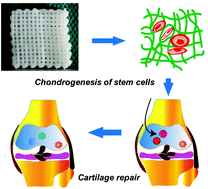 Graphical abstract: 3D printed gelatin/hydroxyapatite scaffolds for stem cell chondrogenic differentiation and articular cartilage repair
