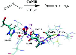 Graphical abstract: QM/MM MD simulations reveal an asynchronous PCET mechanism for nitrite reduction by copper nitrite reductase