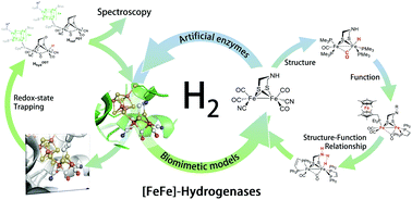 Graphical abstract: [FeFe]-Hydrogenases: maturation and reactivity of enzymatic systems and overview of biomimetic models