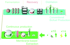 Graphical abstract: Low energy intensity production of fuel-grade bio-butanol enabled by membrane-based extraction