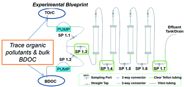 Graphical abstract: Microbial genetic potential for xenobiotic metabolism increases with depth during biofiltration