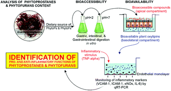 Graphical abstract: Bioavailable phytoprostanes and phytofurans from Gracilaria longissima have anti-inflammatory effects in endothelial cells