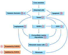 Graphical abstract: Peptidomic analysis of pilose antler and its inhibitory effect on triple-negative breast cancer at multiple sites