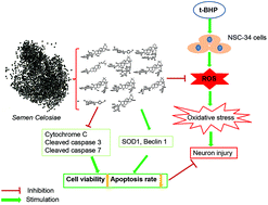 Graphical abstract: Chemical compounds with a neuroprotective effect from the seeds of Celosia argentea L.