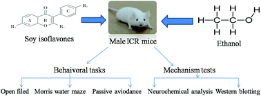 Graphical abstract: Neuroprotective effects of soy isoflavones on chronic ethanol-induced dementia in male ICR mice