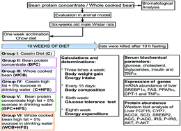 Graphical abstract: Black bean protein concentrate ameliorates hepatic steatosis by decreasing lipogenesis and increasing fatty acid oxidation in rats fed a high fat-sucrose diet