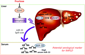 Graphical abstract: The role of microRNA-33 as a key regulator in hepatic lipogenesis signaling and a potential serological biomarker for NAFLD with excessive dietary fructose consumption in C57BL/6N mice