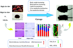 Graphical abstract: Black garlic melanoidins prevent obesity, reduce serum LPS levels and modulate the gut microbiota composition in high-fat diet-induced obese C57BL/6J mice