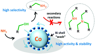 Graphical abstract: A multifaceted role of a mobile bismuth promoter in alcohol amination over cobalt catalysts