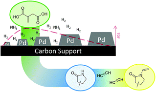 Graphical abstract: Efficient palladium catalysis for the upgrading of itaconic and levulinic acid to 2-pyrrolidones followed by their vinylation into value-added monomers