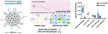 Graphical abstract: Immunostimulatory silica nanoparticle boosts innate immunity in brain tumors