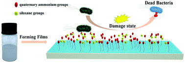 Graphical abstract: Synthesis and antibacterial investigation of cationic waterborne polyurethane containing siloxane