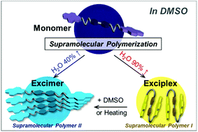 Graphical abstract: Exciplex emissive supramolecular polymer formed by tuning molecular conformation