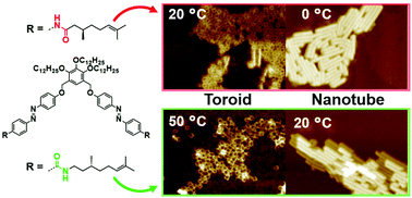 Graphical abstract: Hierarchical self-assembly of an azobenzene dyad with inverted amide connection into toroidal and tubular nanostructures