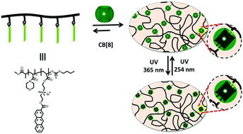Graphical abstract: Reversible covalent locking of a supramolecular hydrogel via UV-controlled anthracene dimerization