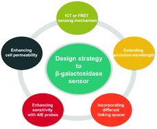 Graphical abstract: Advances in fluorescent sensors for β-galactosidase