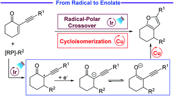 Graphical abstract: Merging radical-polar crossover/cycloisomerization processes: access to polyfunctional furans enabled by metallaphotoredox catalysis