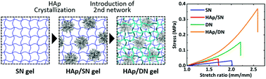 Graphical abstract: Hydrogels toughened by biominerals providing energy-dissipative sacrificial bonds