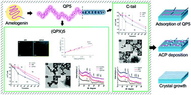Graphical abstract: Unraveling the mechanism for an amelogenin-derived peptide regulated hydroxyapatite mineralization via specific functional domain identification