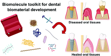 Graphical abstract: Harnessing biomolecules for bioinspired dental biomaterials