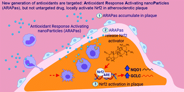 Graphical abstract: Antioxidant Response Activating nanoParticles (ARAPas) localize to atherosclerotic plaque and locally activate the Nrf2 pathway